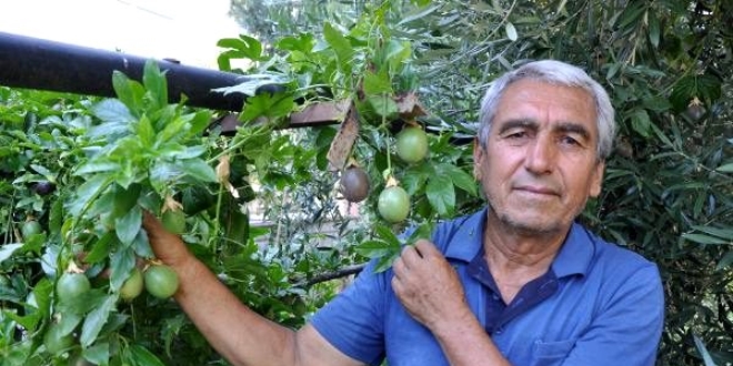 Hobi olarak yetiştirmeye başladı, kilosunu 100 liradan satıyor