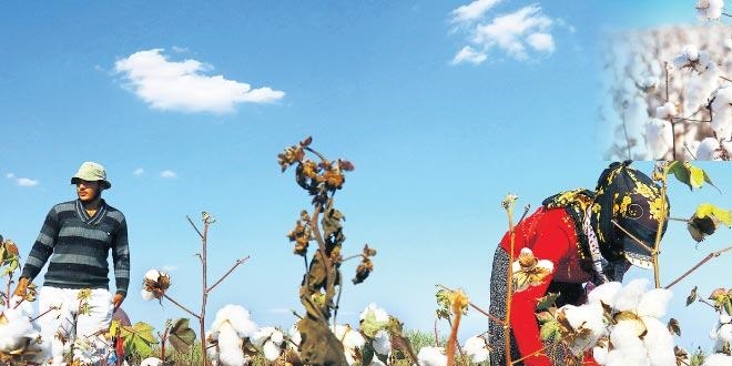 'Beyaz altını' parlatacaklar