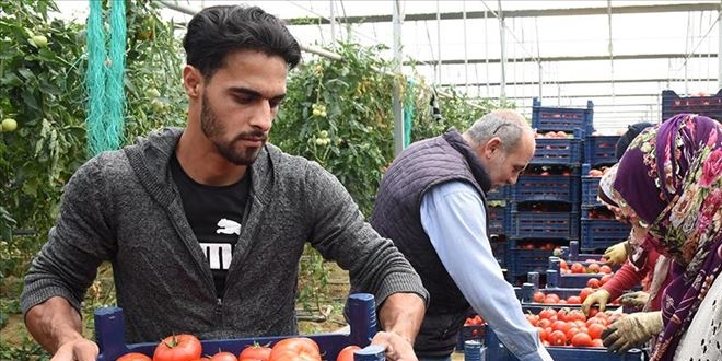 Devletten destek aldı üretimini 17 kat artırdı