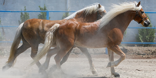 Faytondan 'kurtulan' atların yeni görevi 'güvenlik'
