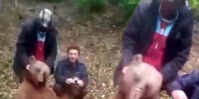Tepki çeken görüntü! Avcılar, vurdukları ayıya işkence etti