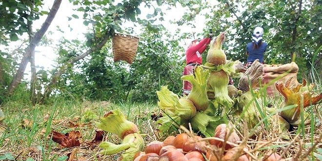 Üreticiler: Fındıkta yeni sezon 24 liradan başlasın
