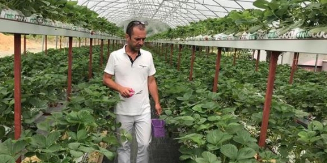 Köyüne kurduğu topraksız tarım serasında çilek üretiyor