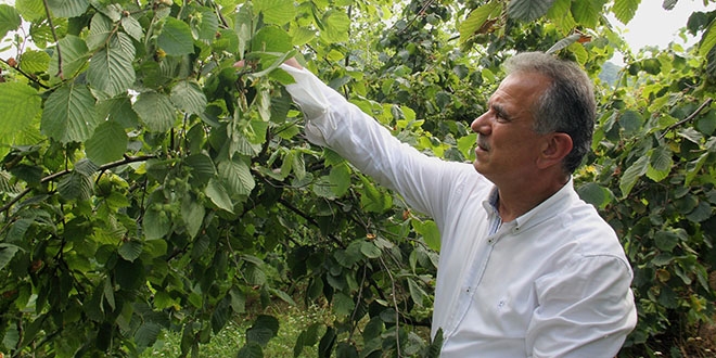 Fındıkta rekolte tartışması