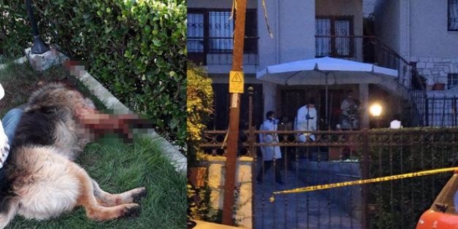 Eşini ısıran köpeği silahla vurdu!