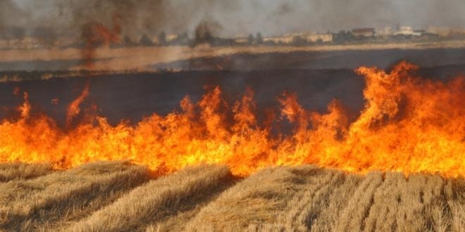 'Anız kenarlarını sürmek, orman yangınlarını azaltır' önerisi