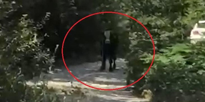 40 saat sonra bulunan kurbanlık boğa iki genci hastanelik etti