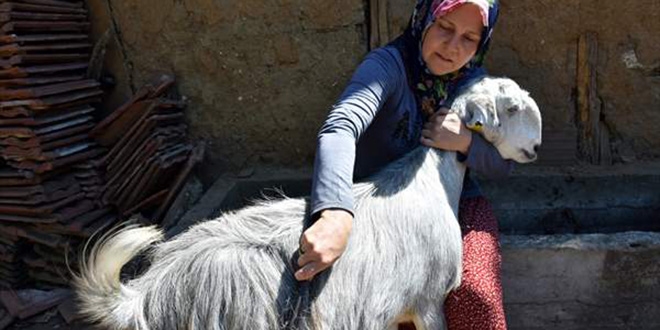 Kuaförlüğü bıraktı, mutluluğu keçi yetiştiriciliğinde buldu
