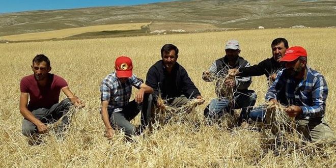 Sivas'ta etkili olan dolu 10 bin dekar tarım arazisine zarar verdi