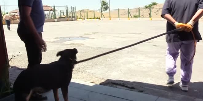 Trafik kazası mağduru köpeklere özenli koruma