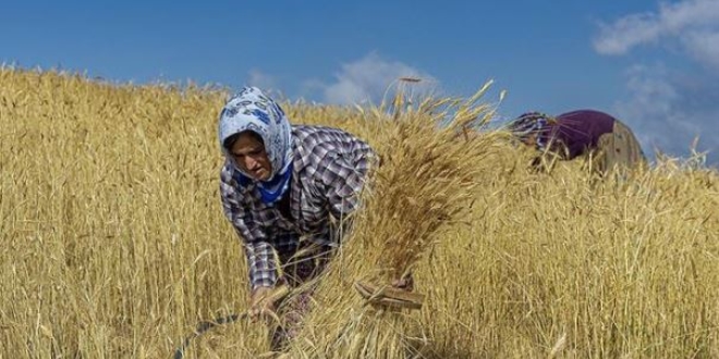 Biçerdöverin giremediği tarlaları kadınlar orakla biçiyor