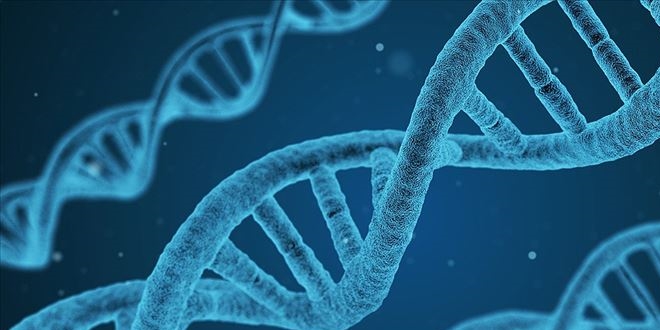Erkek kısırlığıyla ilişkili yeni bir gen tanımlandı