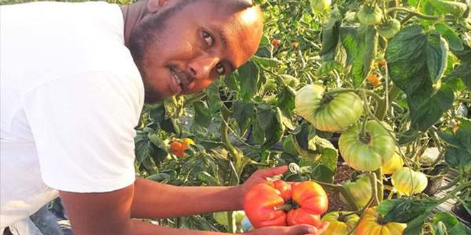 Somalili üniversite öğrencisi 1 kilo 130 gram ağırlığında domates yetiştirdi