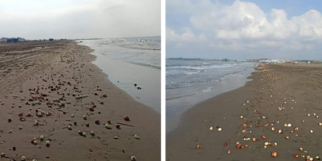 Adana'da sahile yzlerce kilo soan vurdu