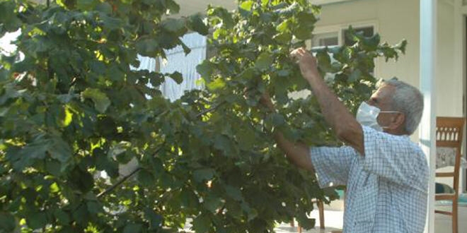 Emekli öğretmen, Kahramanmaraş'ta 'fındık' yetiştirdi