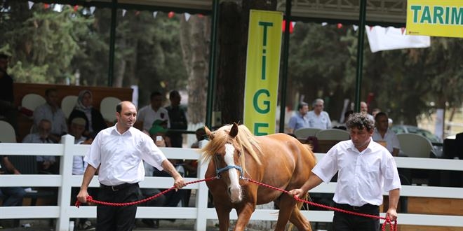 TİGEM bu yıl 110 tay daha satmaya hazırlanıyor