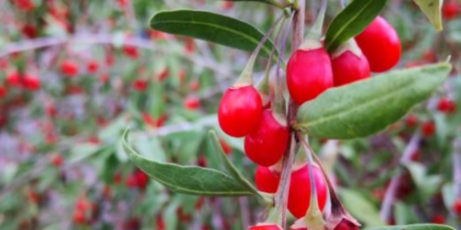 Gençlik iksiri Goji Berry hücreleri yeniliyor