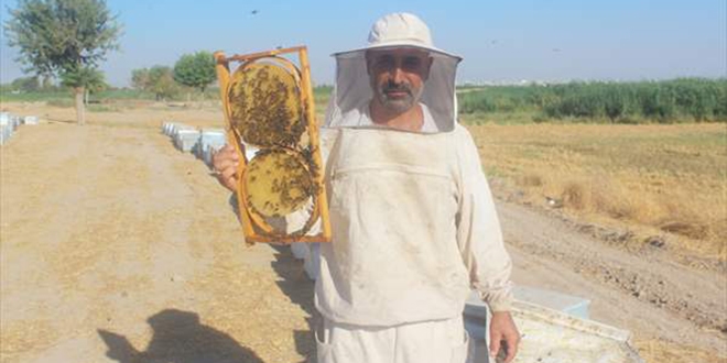 Borç aldığı arılarla başladığı bal üretiminde taleplere yetişemiyor