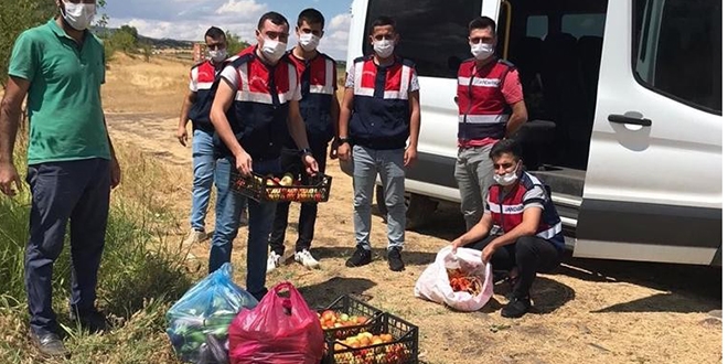 Koronavirüs hastasının bahçesinde hasatı jandarma yaptı