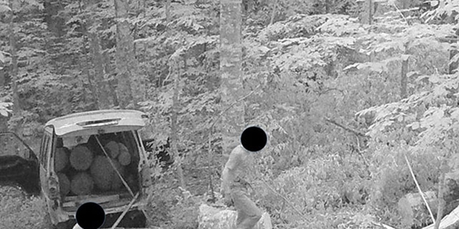 Kaçak ağaç kesen vatandaş fotokapana yakalandı