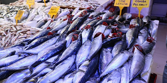 600 gramlık palamut 10 TL