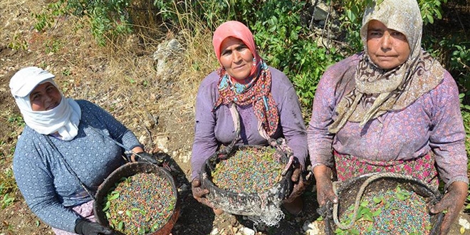 Kırda yetişen çitlembik, kadınların gelir kapısı oldu