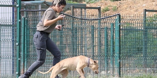 Sokak köpekleri, hassas burunlarını kayıpları bulmak için kullanacak
