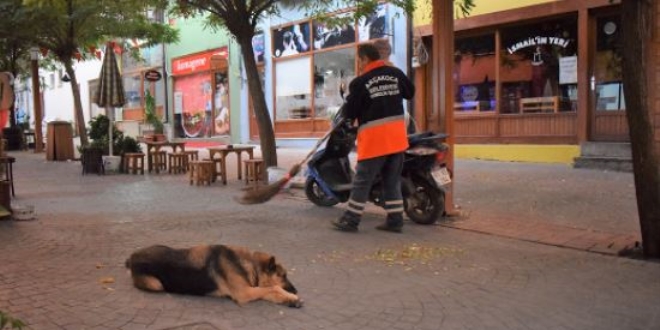Bekçi köpeği belediye temizlik işçisinin can dostu oldu