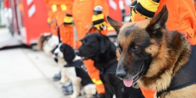 Hayat kurtaran köpekler, arama kurtarma ekiplerinin sağ kolu