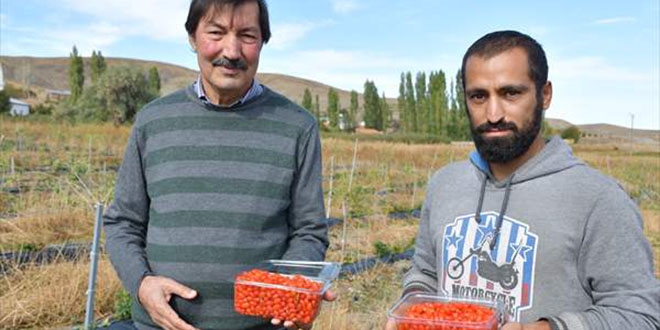 Köyünde 'goji berry' yetiştiren profesör çiftçilere örnek oluyor