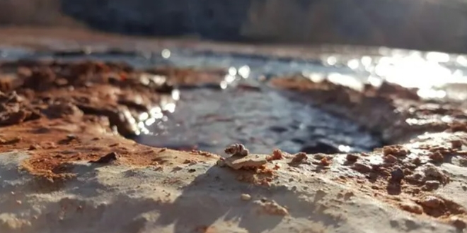 Dünyada sadece Erzincan'da var!