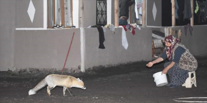 Davetsiz misafiri tilkiyi her gün elleriyle besliyor