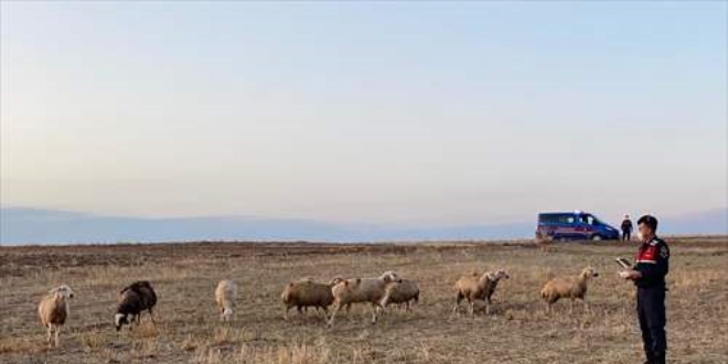 Kırıkkale'de kaybolan 30 koyun drone yardımıyla bulundu