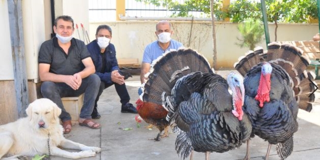 Çiftlik gibi okul: Bahçesinde 200'ü aşkın hayvan bulunuyor