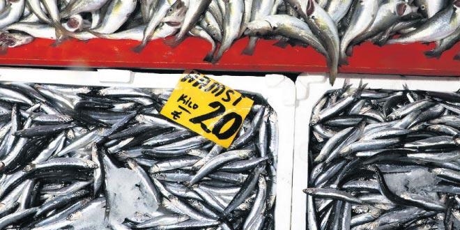 Hamsi ve çaça için soğuk su bekleniyor