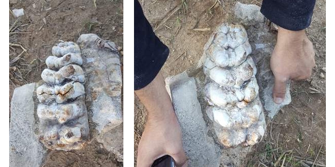 Bu ilimizde bulundu: 8-9 milyon yıllık fil fosili