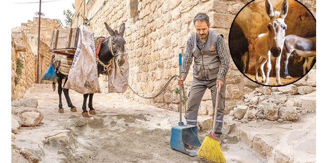 Mardin'in çöpleri onların sırtında: Kadrolu eşekler