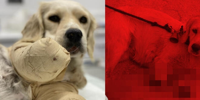 Ayakları kesilen köpek hayati tehlikeyi atlattı