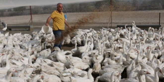 Hobi olarak başladı, kaz yetiştiriciliğinde çiftlik sahibi oldu