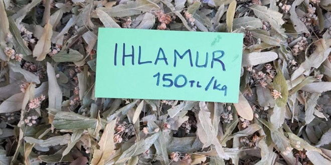 Ihlamurun fiyatı uçtu
