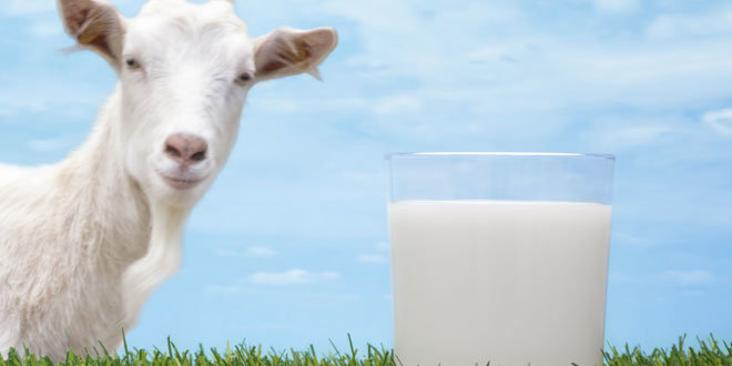 Keçi sütü içerisinde Kovid-19'a karşı etkili protein keşfedildi