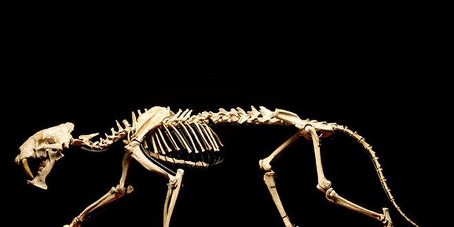 40 milyon yıllık 'kılıç dişli kaplan' açık artırmayla satılıyor