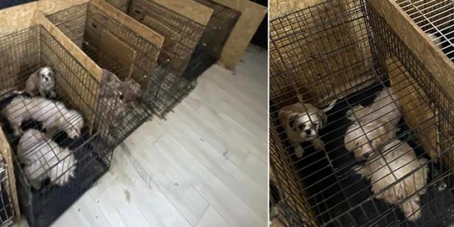 Bodrum katında bulunan 68 köpeğin ses telleri alınmış
