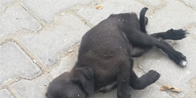 İzmir'de bahçesine giren yavru köpeğe sopayla vuran kadına 947 lira ceza