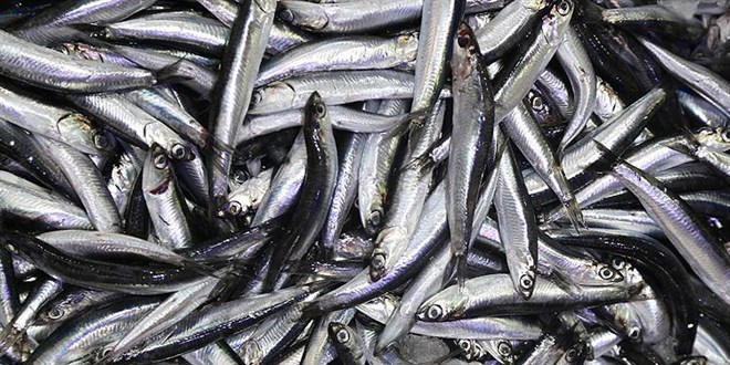 Karadeniz'de hamsi bolluğu tezgahları şenlendirdi