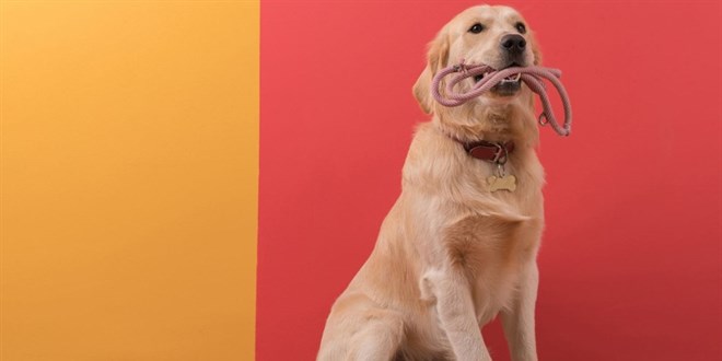 Eğitimli köpekler ter kokusundan Kovid-19'u tespit etti