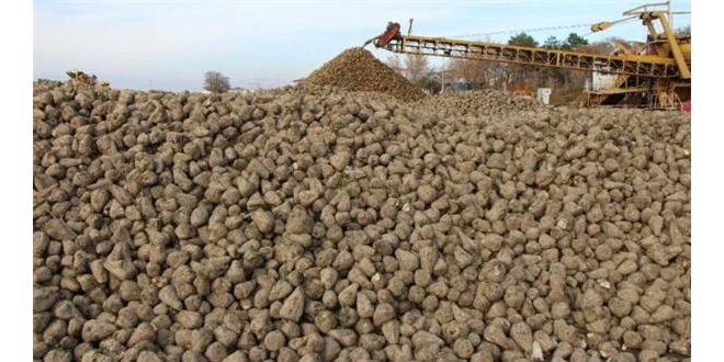 Pancar dağları 'şeker' olmayı bekliyor