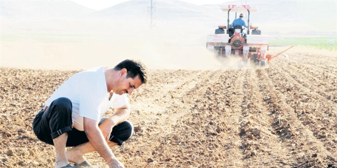 2 günlük yağış hububatı kurtardı