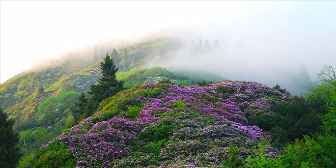 Türkiye'nin geleneksel habitat bilgisi kayıt altına alınıyor