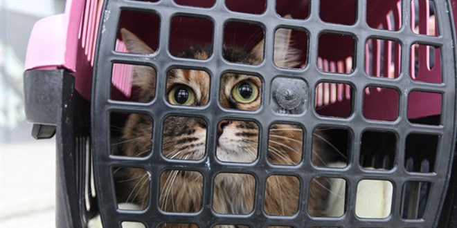 'Kedi virüs bulaştırıyor' açıklaması, hayvanseverleri tedirgin etti